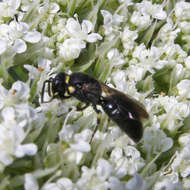 Image of Modest Masked Bee