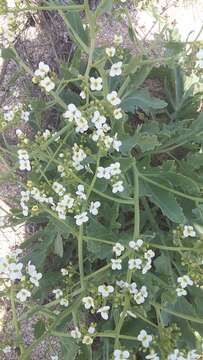 Image of Crambe tataria Sebeók