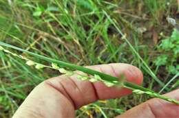 Image of Reverchon's bristlegrass