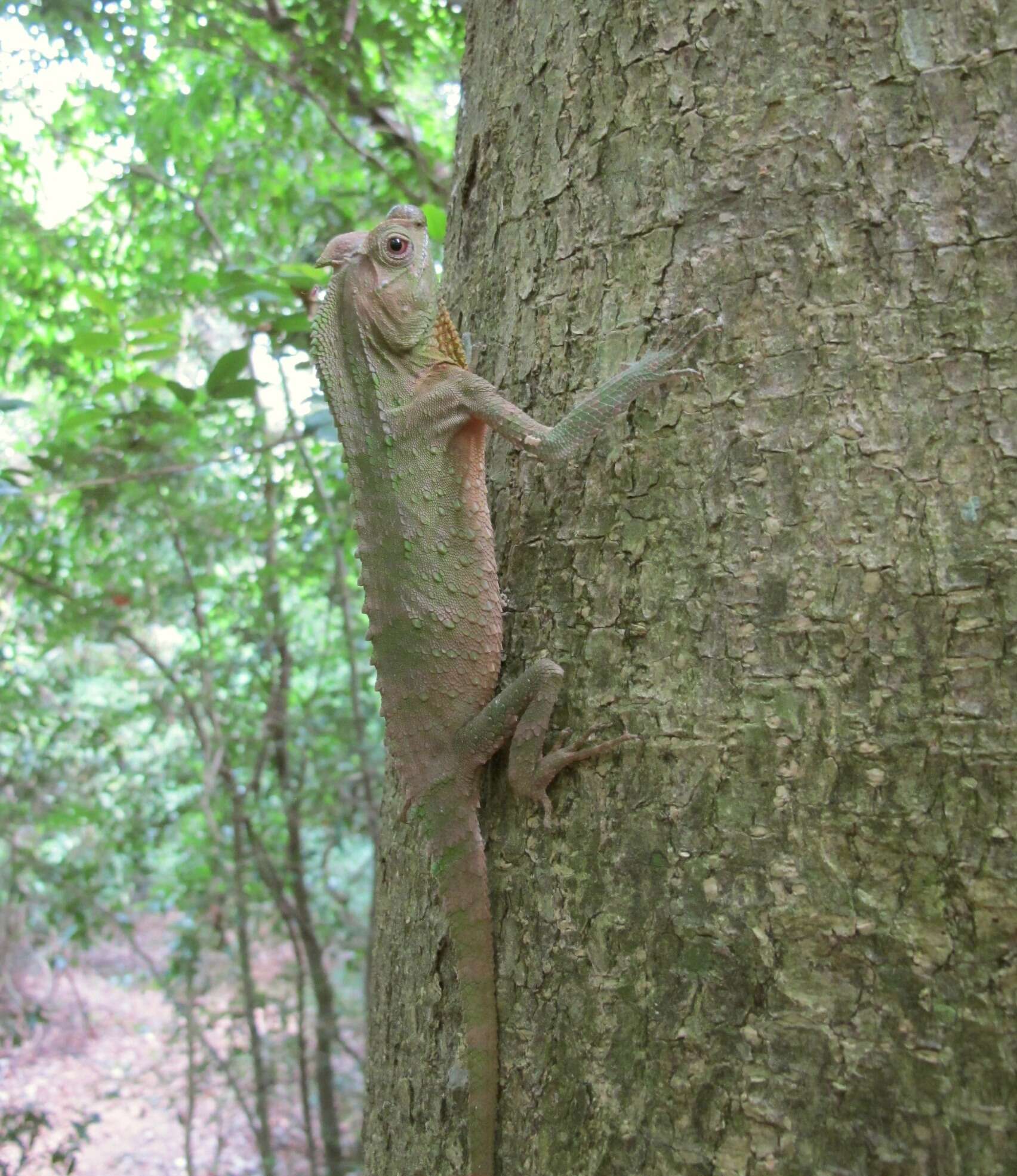 Imagem de Lyriocephalus scutatus (Linnaeus 1758)