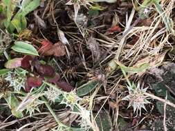 Image de Eryngium armatum (S. Wats.) Coult. & Rose