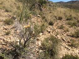 Image of Bailey's rabbitbrush