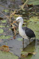 Imagem de Egretta picata (Gould 1845)