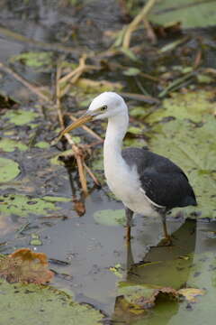 Image of Pied Heron