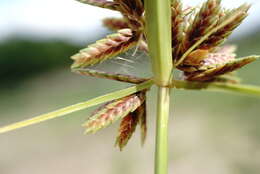 Image of Cyperus glaber L.