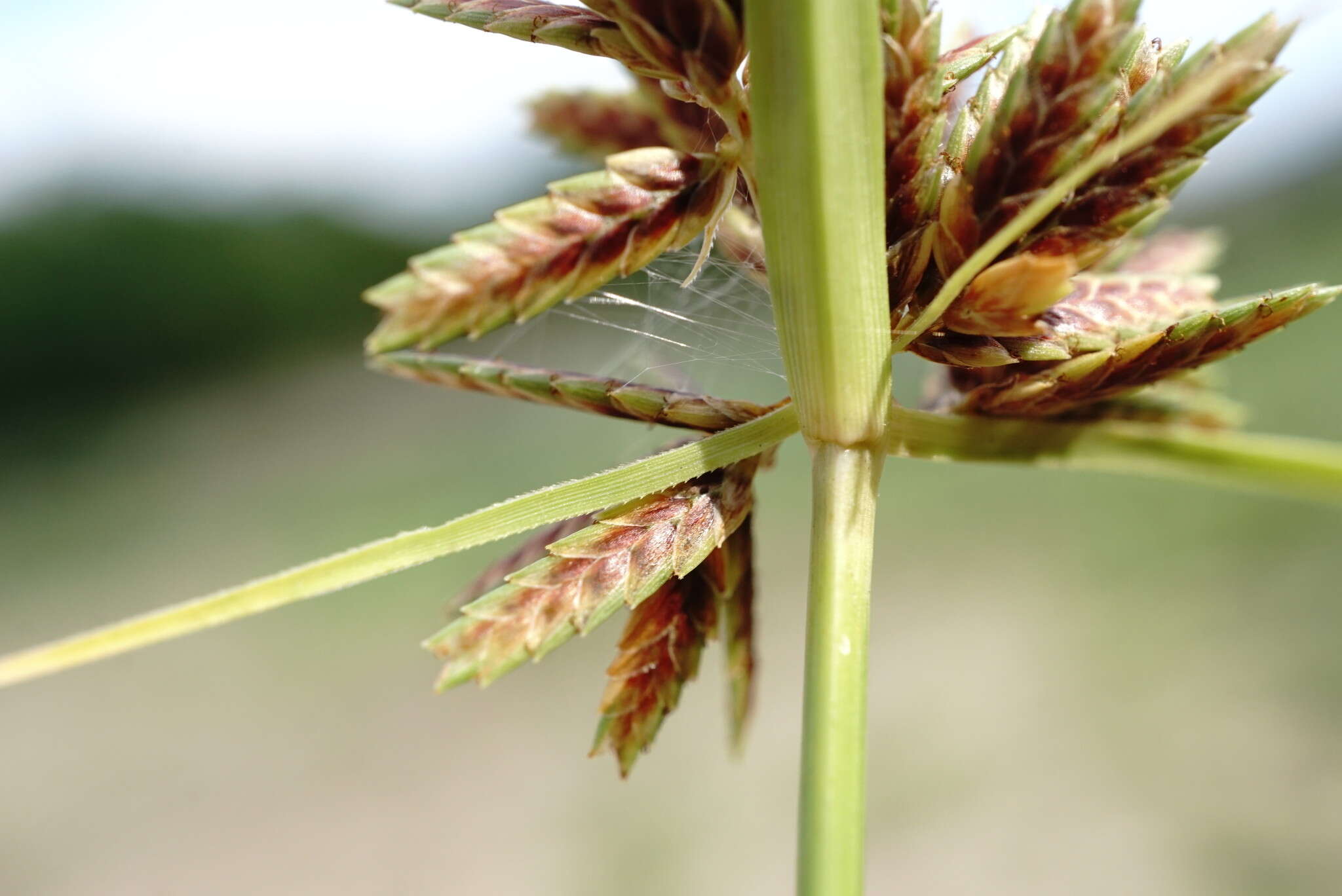 Image of Cyperus glaber L.