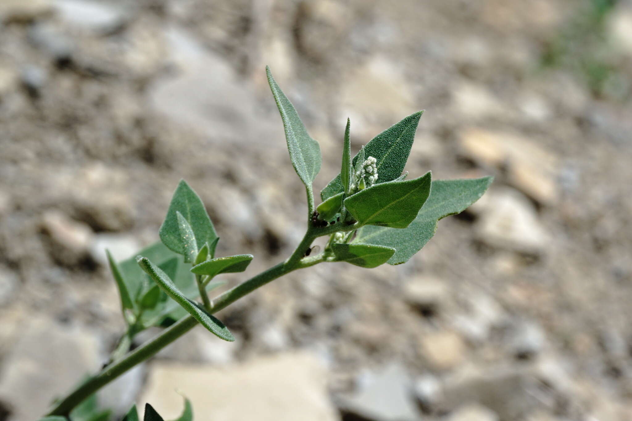 Image of Chenopodium sosnowskyi Kapeller