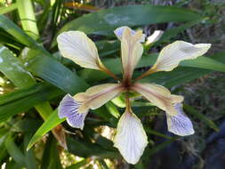 Image of stinking iris