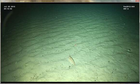 Image of Dover sole