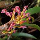 Image of Maxillaria hagsateriana Soto Arenas