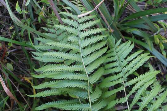 Image of Rough-Hairy Waterfall Fern