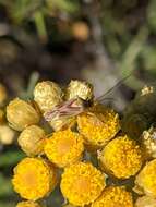 Image of Calocoris roseomaculatus (De Geer 1773)