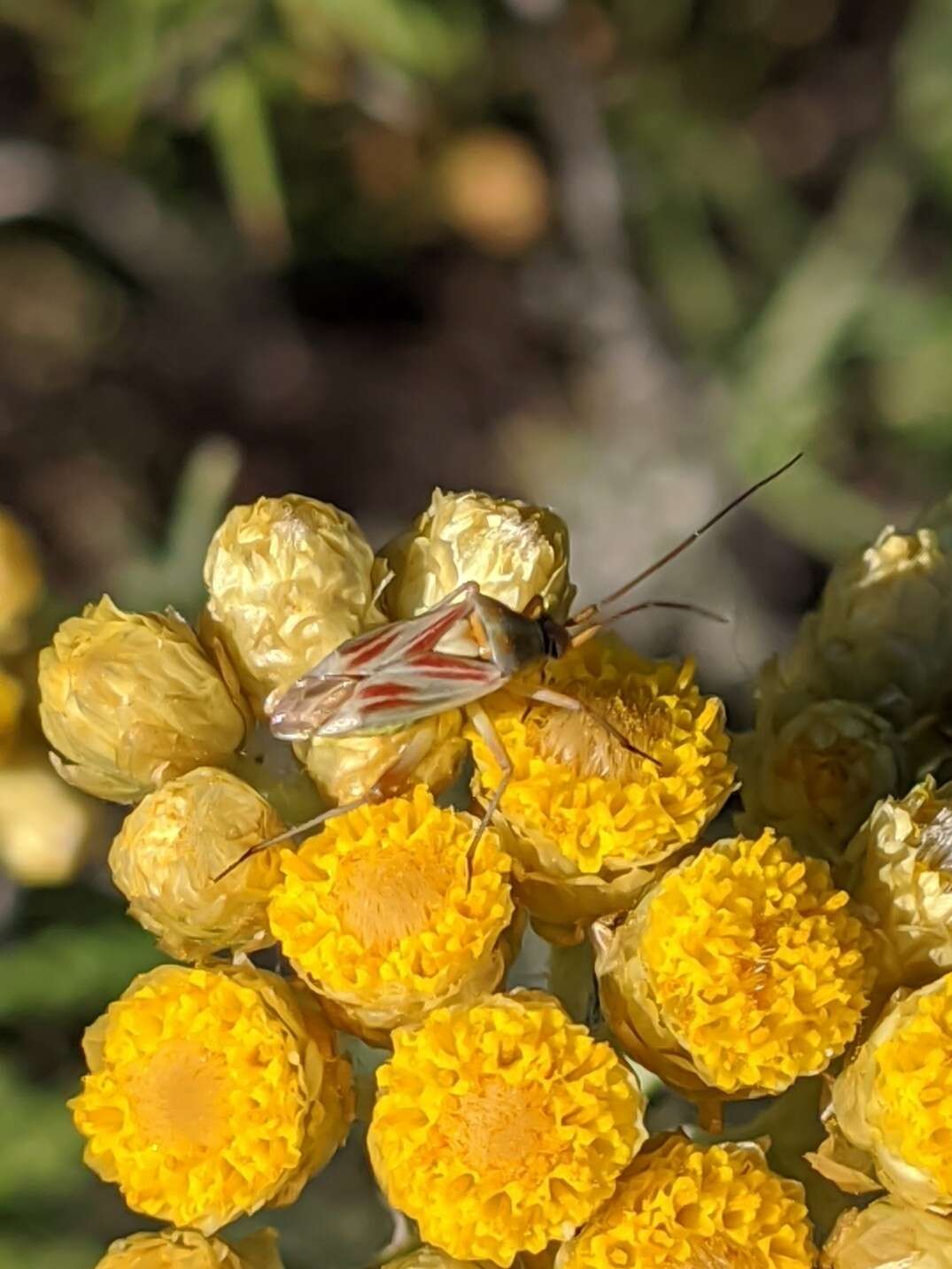 Image de Calocoris roseomaculatus (De Geer 1773)