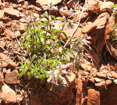 Image of Syncolostemon pretoriae (Gürke) D. F. Otieno