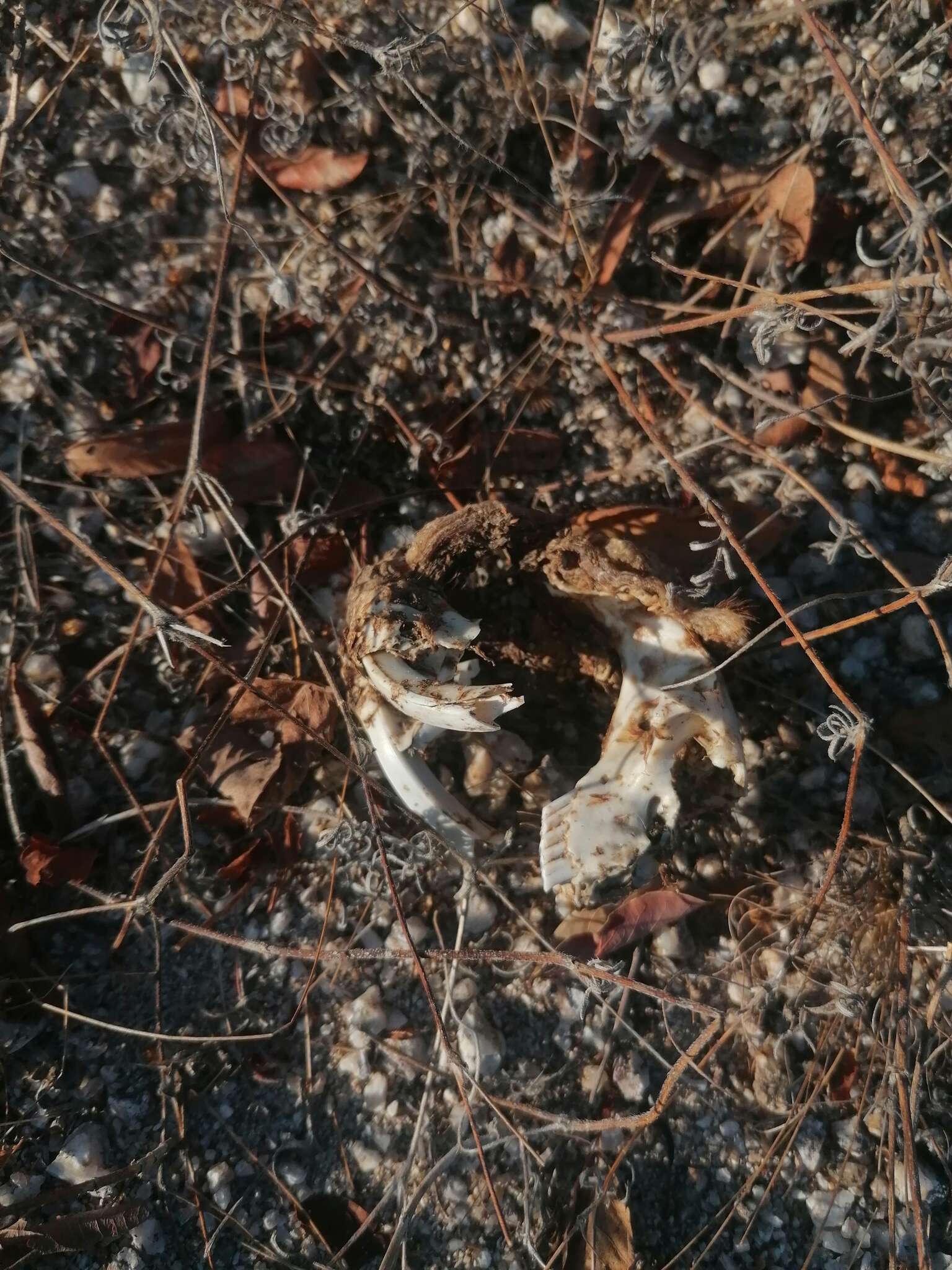 Image of giant pocket gopher