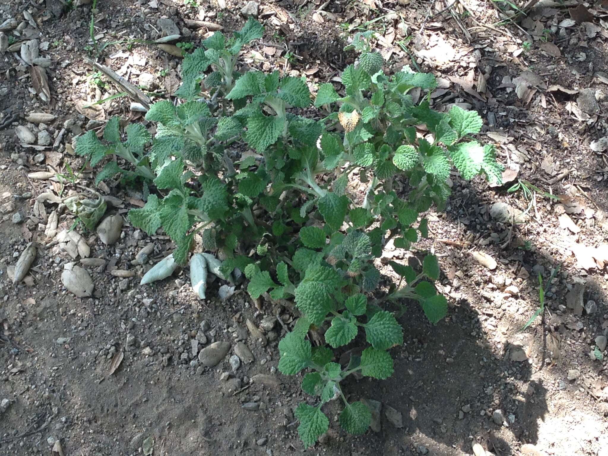 Image of horehound