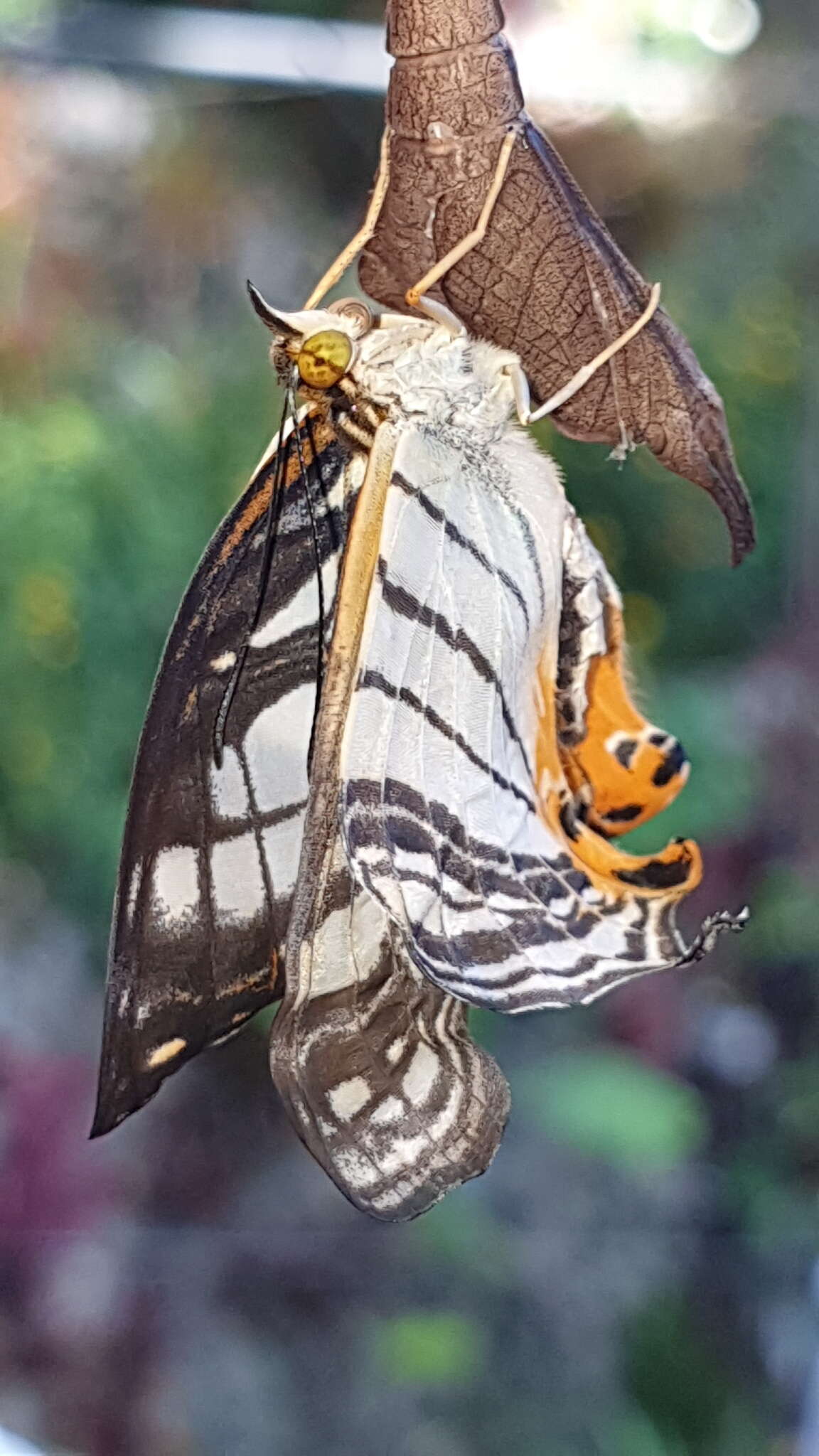 Image of Cyrestis maenalis Erichs 1834