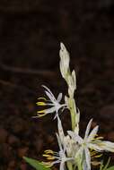 Image of Chlorophytum borivilianum Santapau & R. R. Fern.