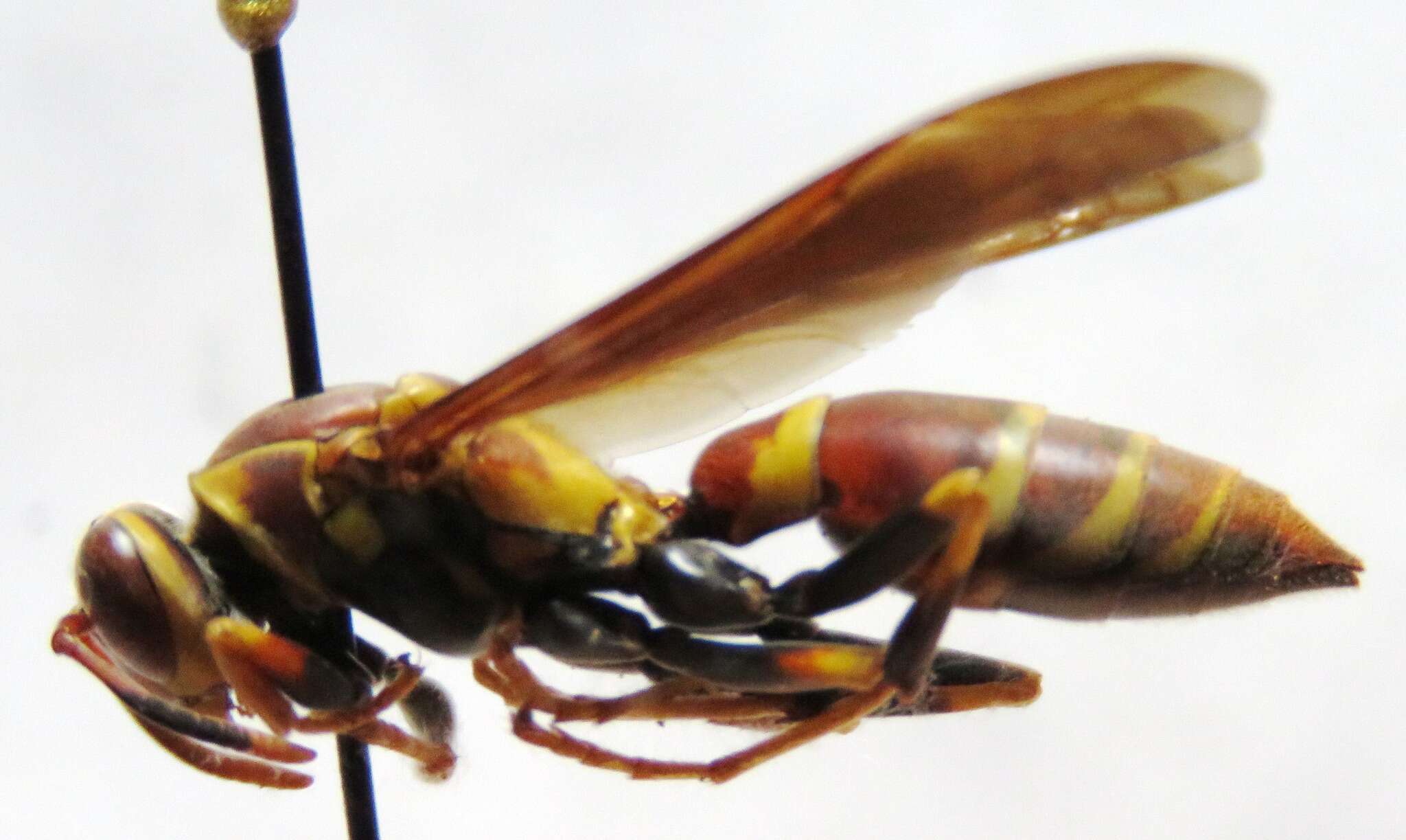 Polistes instabilis de Saussure 1853的圖片