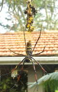 صورة Trichonephila inaurata madagascariensis (Vinson 1863)