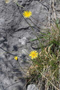 Image of Leontodon tenuiflorus (Gaudin) Rchb.