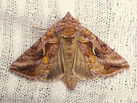 Image of Autographa rubidus Ottolengui 1902