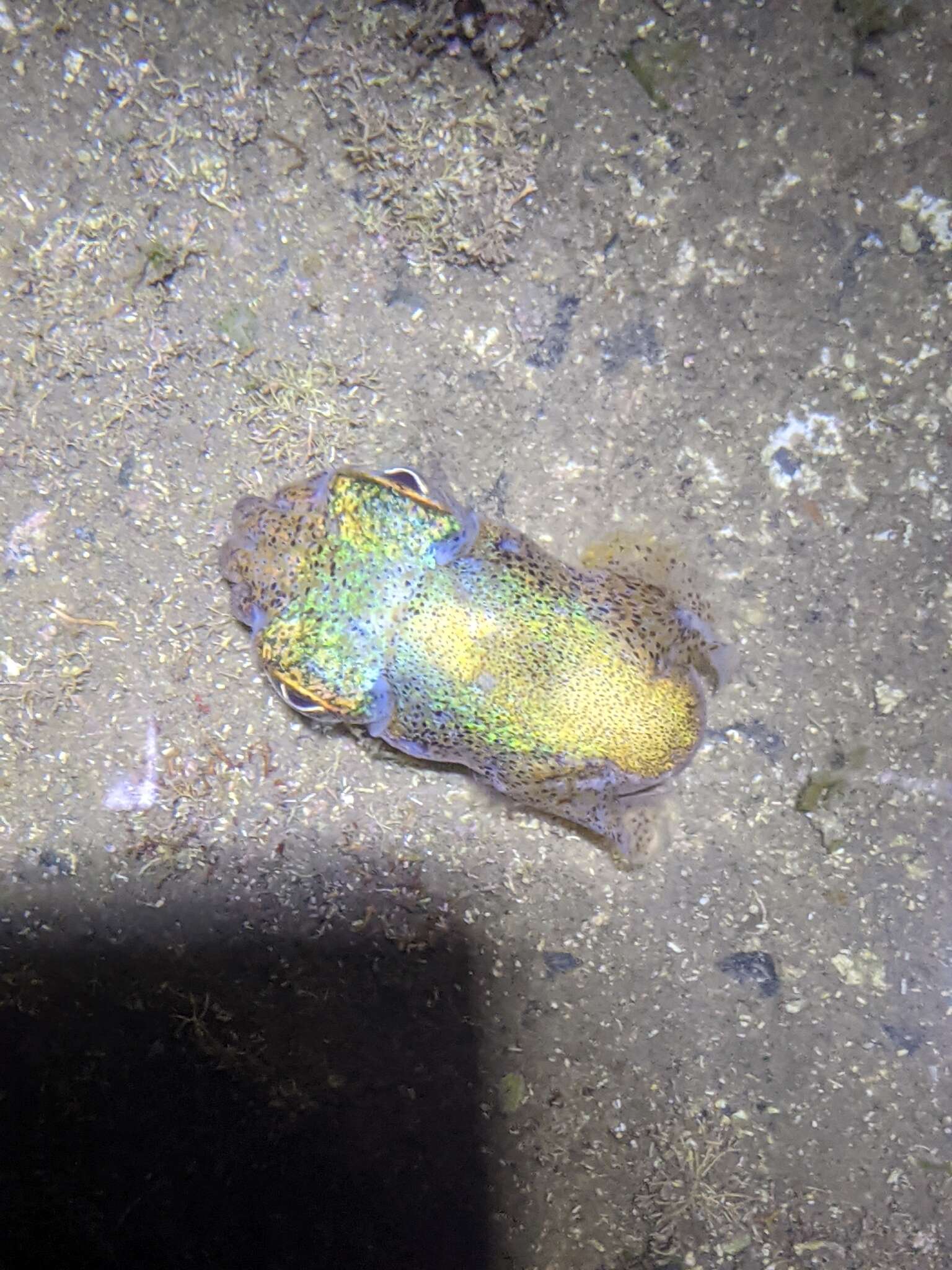 Image of Southern Bobtail Squid