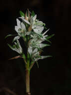 Image of Chloraea multiflora Lindl.