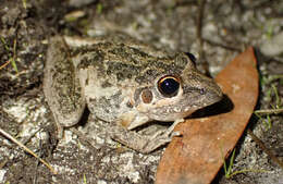 Imagem de Litoria freycineti Tschudi 1838