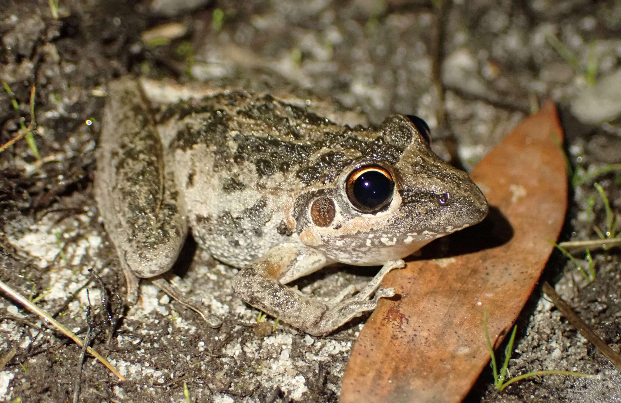 Imagem de Litoria freycineti Tschudi 1838