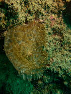 Image of red-mouth mushroom anemone