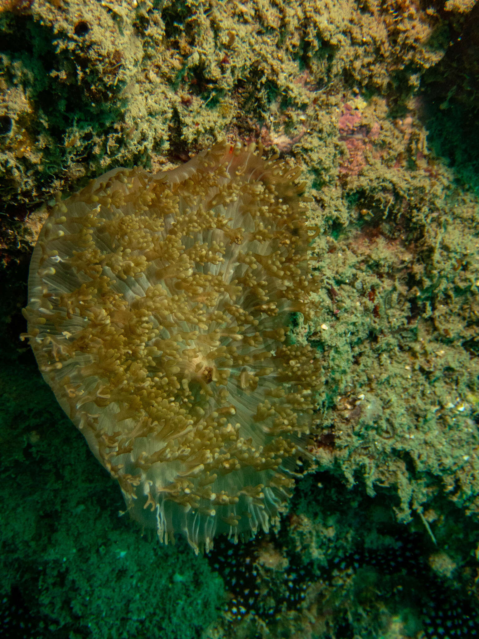 Слика од Rhodactis rhodostoma (Hemprich & Ehrenberg ex Ehrenberg 1834)