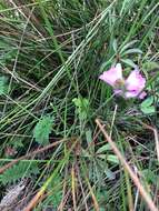 Imagem de Sidalcea calycosa M. Jones