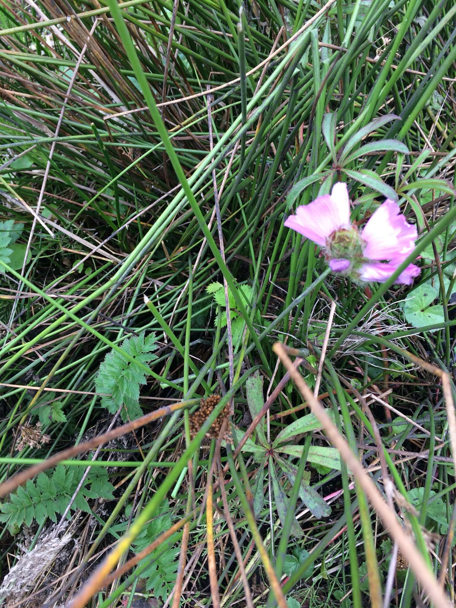 Image of annual checkerbloom