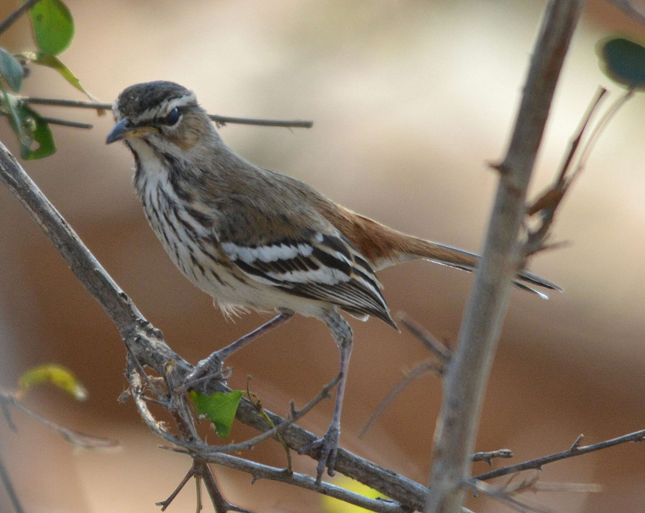 Image of White-browed Scrub Robin