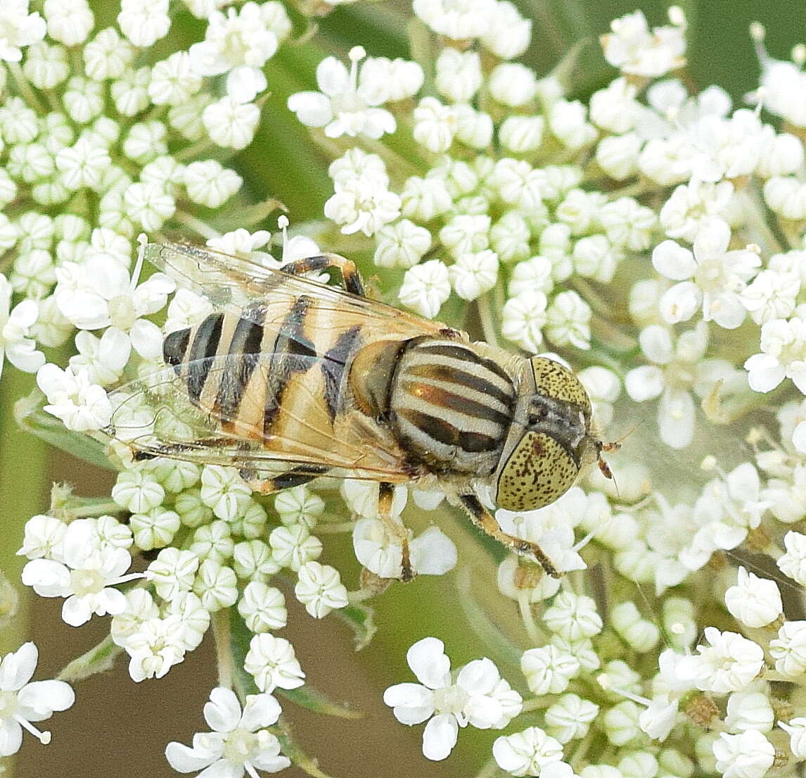 صورة Eristalinus megacephalus (Rossi 1794)