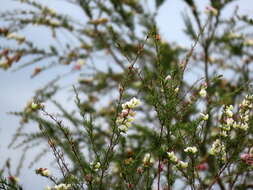 Image of Aspalathus uniflora subsp. willdenowiana (Benth.) R. Dahlgren