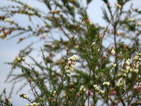 Image of Aspalathus uniflora L.