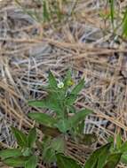 Image of Menzies' campion