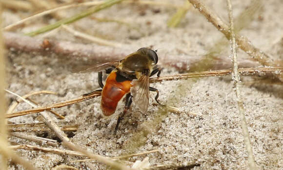 Image of <i>Polydontomyia curvipes</i>