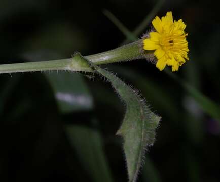 Image of Hedypnois rhagadioloides subsp. tubaeformis (Ten.) Hayek