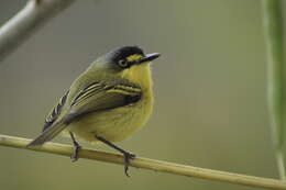 Image of Gray-headed Tody-Flycatcher