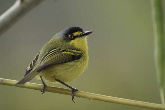 Image of Gray-headed Tody-Flycatcher