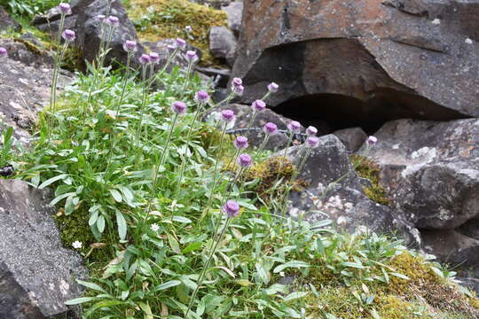 Image de Erigeron eriocephalus J. Vahl