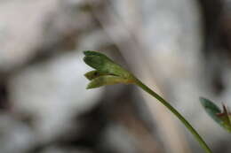 Слика од Veronica linifolia Hook. fil.