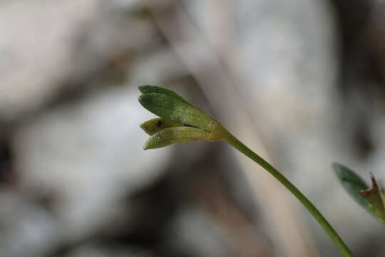 Слика од Veronica linifolia Hook. fil.