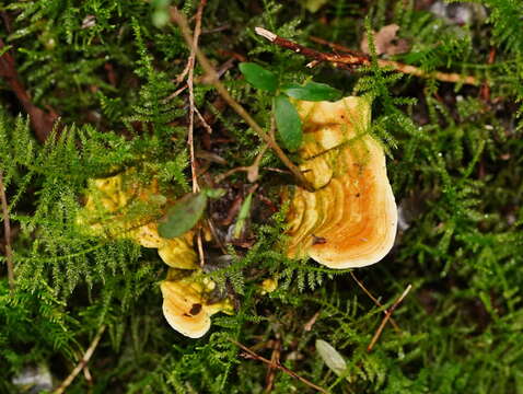 Image of Austeria citrea (Berk.) Miettinen 2016