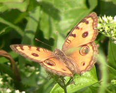 Image of Peacock Pansy