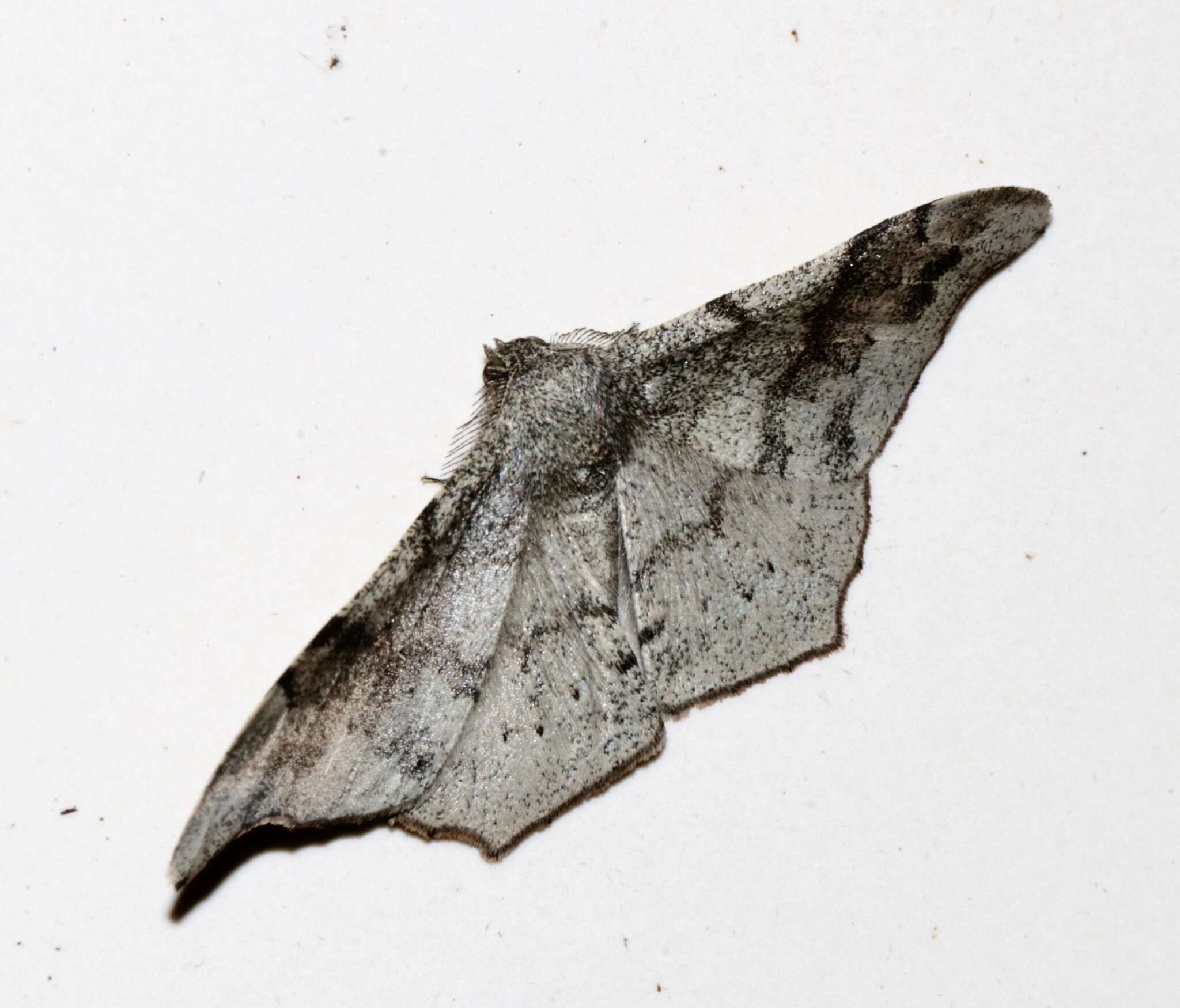 Image of Hyposidra talaca Walker 1860