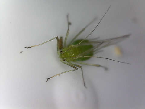 Image of pea aphid